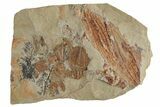 Cluster Of Juvenile Dikelokephalina Trilobites - With Pos/Neg Split #230519-2